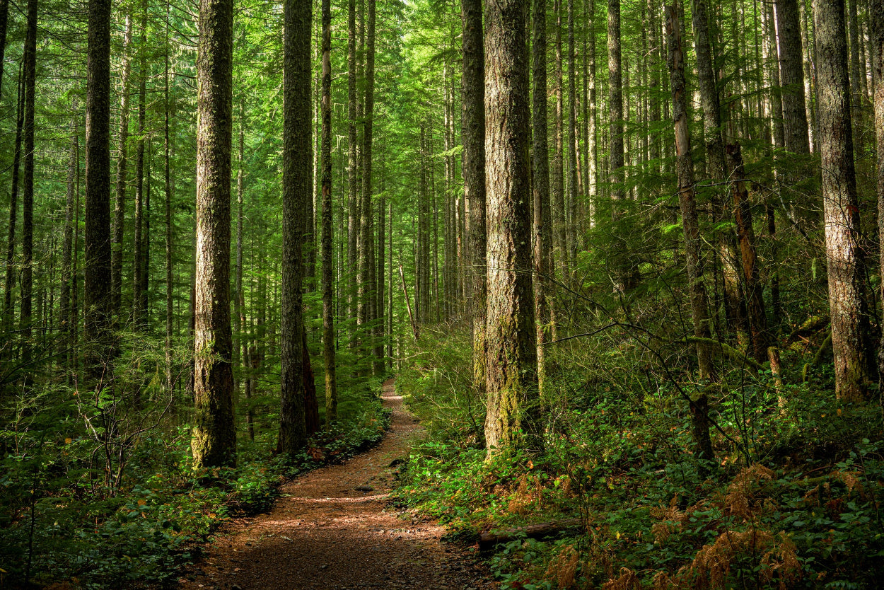 Winding path through a dense forest with tall trees and green undergrowth.